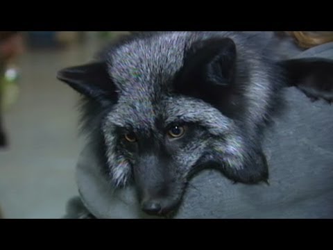 pets - How anyone with about $8000 can share their home with a cuddly predator.