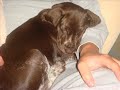 German ShortHaired Pointer Puppy Ruby