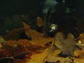 Betta rubra spawning..