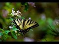 Abdul Basit 13--Must listen to this Abdul Basit 13--Must listen to this