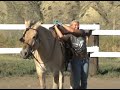 If u want a horse with no personality, No strength in its neck, does not want to eat, or drink too much water, or pees too much in its stall, is not quiet,is not loving, affectionate, or patient with city slickers, a horse that DOES NOT need and follow leadership from humans with horse scense to perform a walk, trot, lope, side pass headset, tricks ect...A horse that does not act like a horse does for the past 4000 years.... IF U ARE FULL OF NONSCENSE and NO HORSE SCENSE... DO NOT CONTACT ME!!!! TO BUY ONE OF MY HORSES. Bergen Seepo 9 years old. Reg. Brown dun Norwegian Fjord horse. Lots and Lots of hours. An incredible prospect! An Incredible Friend! First time loping on his back standing, he has trouble picking up his left lead right now when I am doing this. For Sale. $ 14999. HORSES ONLY TO APPROVED HORSE SCENSE HOMES! In training with Selena Dickmann 1-403-485-0391 THERE ARE NO PROBLEM HORSES,ONLY PROBLEM RIDERS....BY MARY TWELEVEPONIES I recommend u cityslicker to read this book.