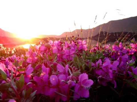 Greenland - A 3 minutes tour of the largest island in the world. From the time of arrival to the time of departure. Filmed in Southern Greenland (2003-2006). Please chec...