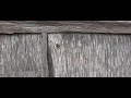 wesp graast aan hout wesp graast aan hout