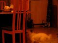 google_Insane_dog.avi google_Insane_dog.avi