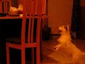 google_Insane_dog.avi