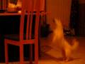 videos de google_Insane_dog.avi