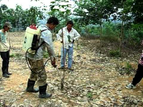 how to fertilize rubber trees