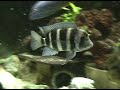 African Cichlids African Cichlids