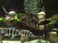 African Cichlids