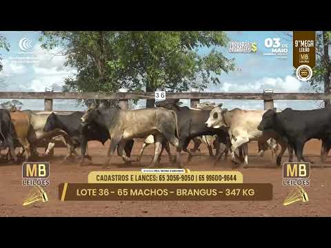 9� MEGA LEIL�O DA MB LEIL�ES