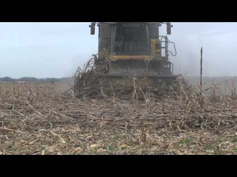 how to harvest down corn