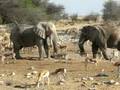 Etosha National Park - Namibia