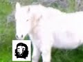 What the Fu(k is that Thing?