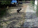 My dogs Scared