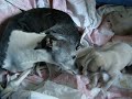 maluchy Y Lazarus 2,5 tyg