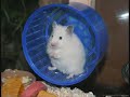 Really cute and funny Syrian Hamsters !! Really cute and funny Syrian Hamsters !!