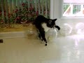 Cat & Gerbils
