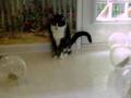 Cat & Gerbils