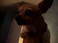 Chihuahua growling