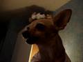 Chihuahua growling