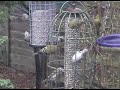 The Siskins feed in Bearsden Glasgow Scotland