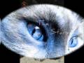 Jaykit,Jaypaw,Jayfeather Tibute *finished*