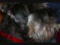 videos de My Dogs