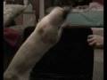 videos de joey attacks kirsten