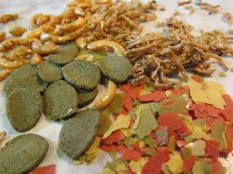 Fischfutter | Wie ernähre ich meine Fische richtig?