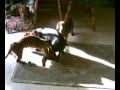 Salchicha video