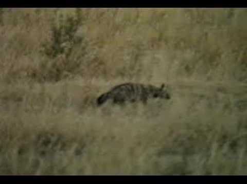 Animals of Botswana: Aardwolf