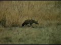 Animals of Botswana: Aardwolf