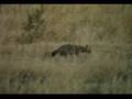 Animals of Botswana: Aardwolf