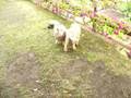 Sharplaninac puppies