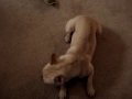 Dogbook Movie: Trix