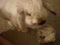 my widdle wabbit