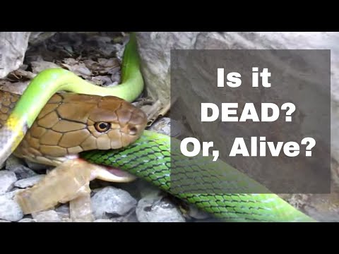 cobrasnake - I got lucky to get here just as this big king cobra snake was eating this also big red-tailed racer (rat snake). I was less than 1 foot away from the king co...