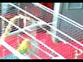 Video birds ii.3gp
