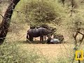 National Geographic Petes pond Africa Mashatu Video Clip