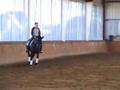 Hanoverian Dressage Mare for Sale