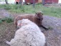 Lampaita Helsingin Mustasaaressa Lampaita Helsingin Mustasaaressa