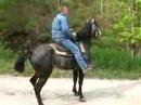 grey mounting dismounting and backing grey mounting dismounting and backing
