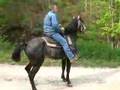 grey mounting dismounting and backing