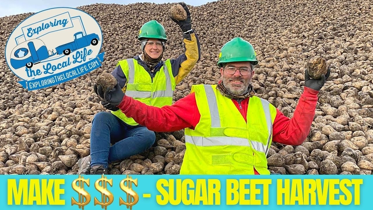 Working the SUGAR BEET HARVEST - Is it worth it?