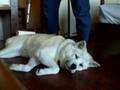 秋田犬はなちゃんコロコロ中