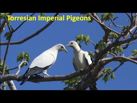<p>Birding at the tip of Cape York</p>
 video thumbnail