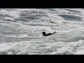Surfers at Oceanside California