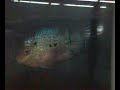 Video0023.3gp