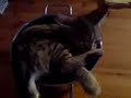 Katze im Topf