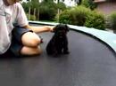 Schnauzer Dribbel puppy Schnauzer Dribbel puppy